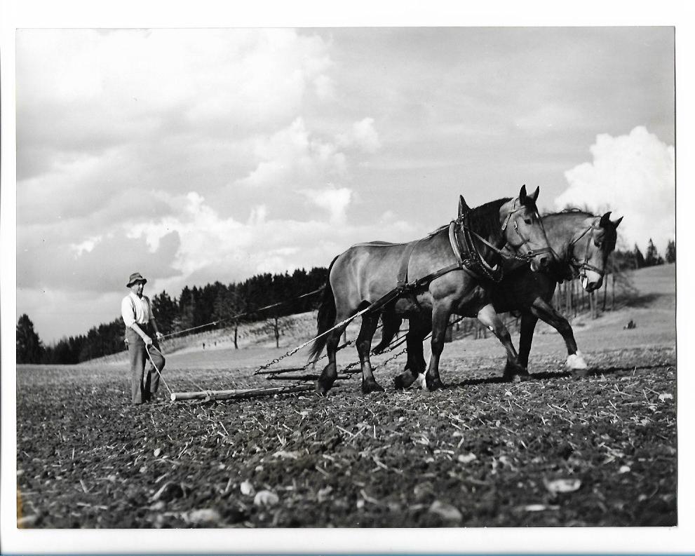 C4983/ Foto Landwirtschaft Bauer Pferdepflug 24 x 18 cm 50/60er Jahre